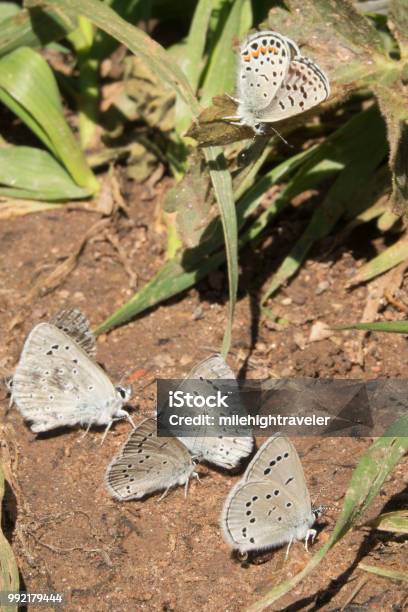 Orange Dotted Blue Butterflies Feed On Minerals Morrison Colorado Stock Photo - Download Image Now