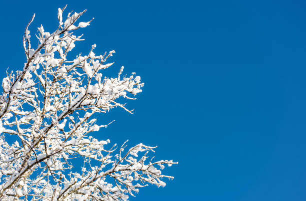 neuschnee auf winterzweige vor einem strahlend blauen himmel - winter woods frost fragility stock-fotos und bilder