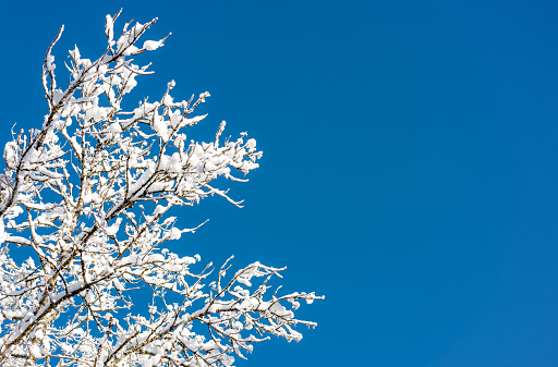 Frozen tree branches in winter, against a clear blue sky.
