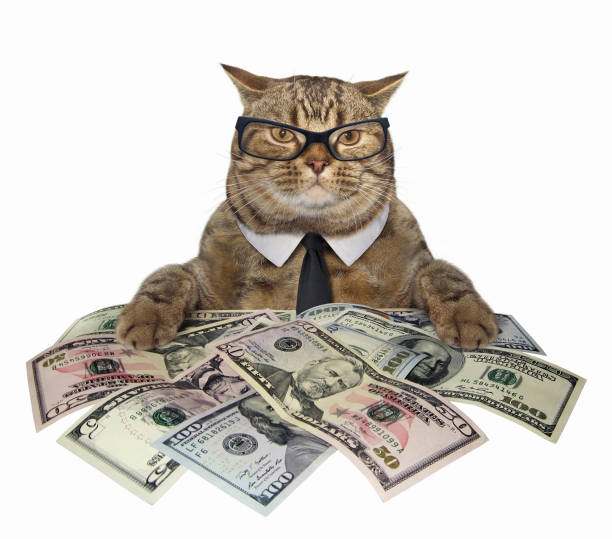 кошка с американскими долларами 2 - making money фотографии стоковые фото и изображения
