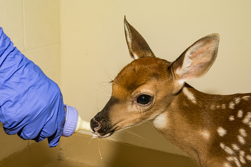 A Deer Fawn being rehabbed at an animal shelter after her mother was hit by a car.