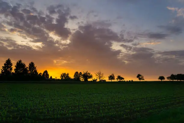 Intense orange sky of afterglow behind green field and trees