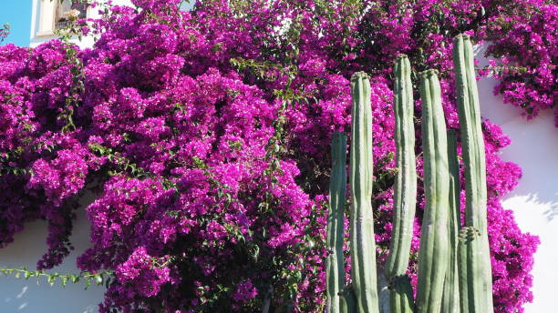 istock Bougainvillea in full bloom during the summer season 992212876