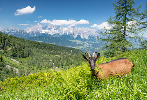 Goat grazing in front of the famous Glacier Dachstein Mountains, Schladming, Austria