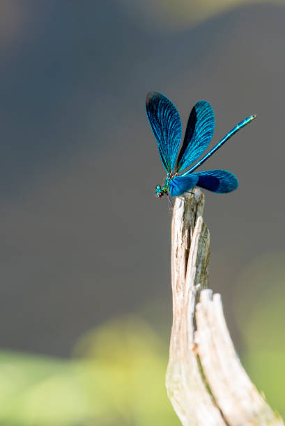Beautiful Demoiselle (Calopteryx virgo) Dragonfly Beautiful Demoiselle (Calopteryx virgo) captured in Nature Reserve called Murnauer Moos, Germany murnau photos stock pictures, royalty-free photos & images