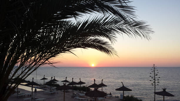 istock Sunrise under the palm trees. 992217296