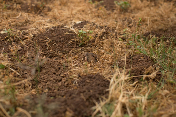 istock Mole coming out of a hole 992217808