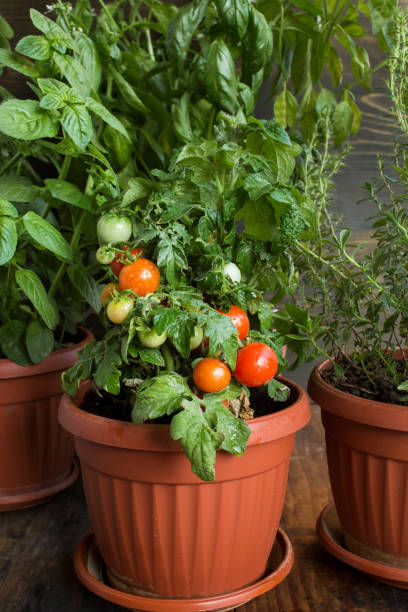 istock Herbal Garden with Cherry Tomatoes, Potted 992230594