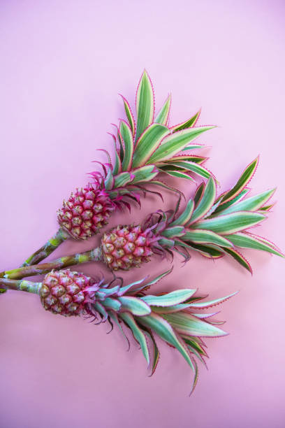 istock ineappless flowers on pinlk 992245736