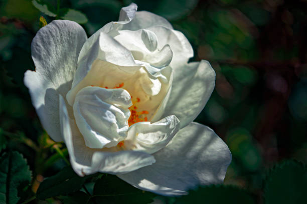 istock Close-up of a white rose 992245754