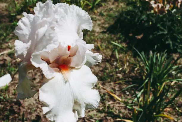 Photo of Iris germanica is the accepted name for a species of flowering plants in the family Iridaceae commonly known as the bearded iris or the German iris
