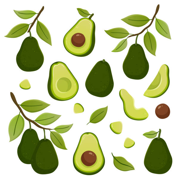 zestaw ilustracji z awokado - avocado cross section vegetable seed stock illustrations