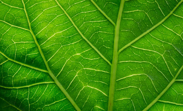 istock Life Veins of a Green Leaf 992270404