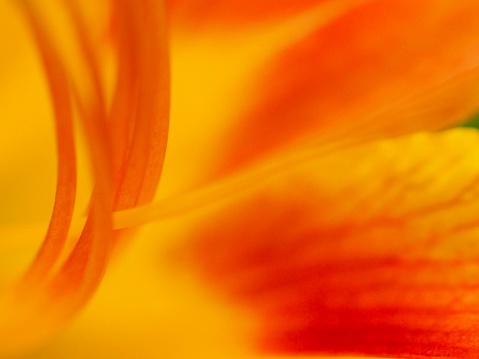 Abstract, close up view of orange Daylily.
OLYMPUS DIGITAL CAMERA