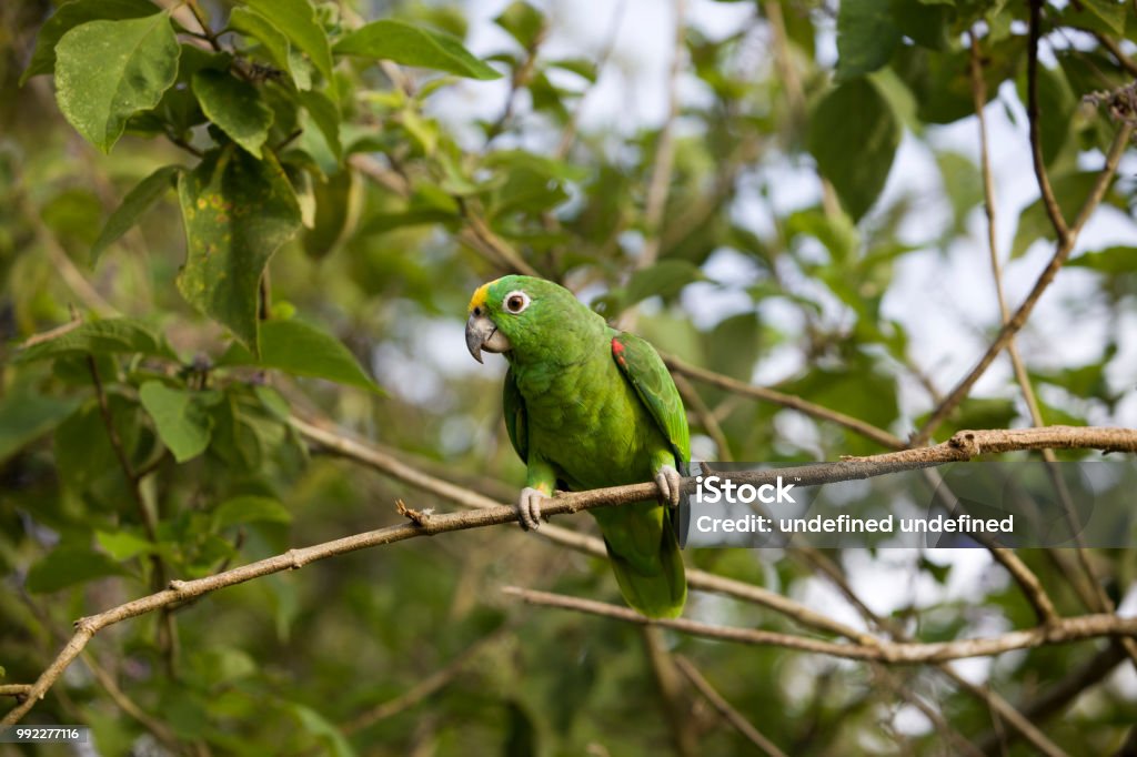 Số phận con vẹt nổi tiếng sống tự do ở Rio de Janeiro - VnExpress Du lịch