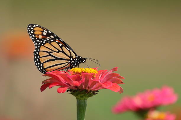 istock Monarch Butterfly in Zinnias 992285276