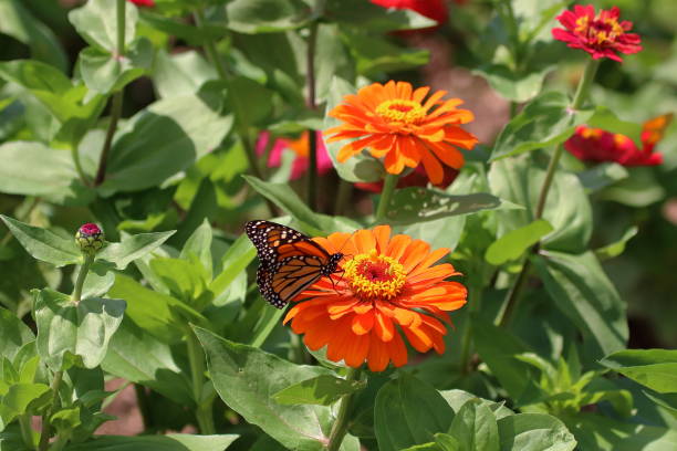 istock Monarch Butterfly in Zinnias 992286600