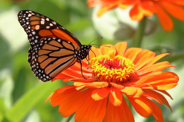 istock Monarch Butterfly in Zinnias 992286602