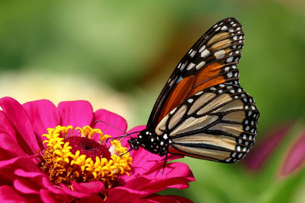 istock Monarch Butterfly in Zinnias 992286938