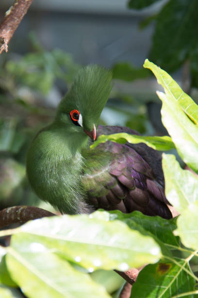 istock Flora and fauna in indoor rainforest 992287230