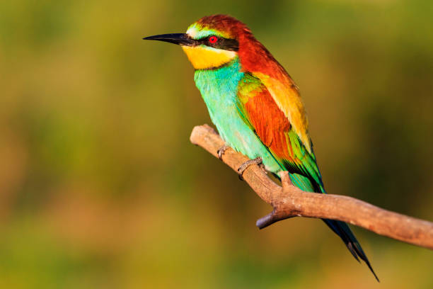 istock colorful exotic bird with red eyes 992292036
