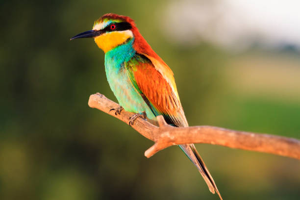 istock exotic wild bird sitting on a dry branch 992292046