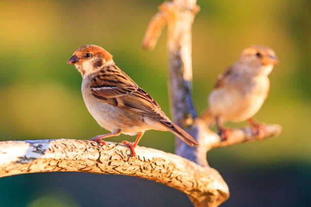 istock wild birds on a beautiful branch 992292074