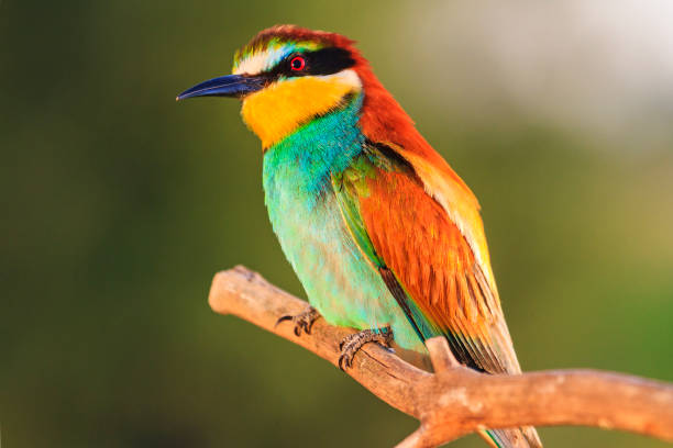 istock exotic bird sitting on a dry branch 992292080