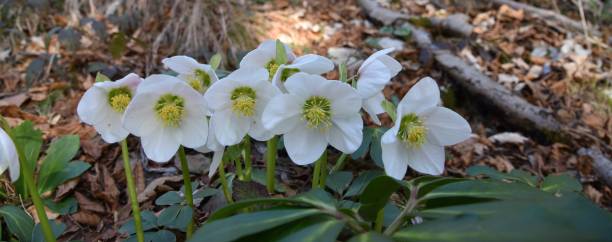 Schneerosen Snow roses herald spring black hellebore stock pictures, royalty-free photos & images