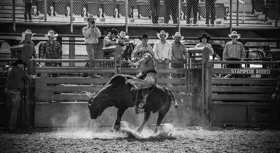 Bull riding rodeo in Utah, USA. Young cowboy riding a bull in the arena. Other cowboys looking over in the background, following the action.