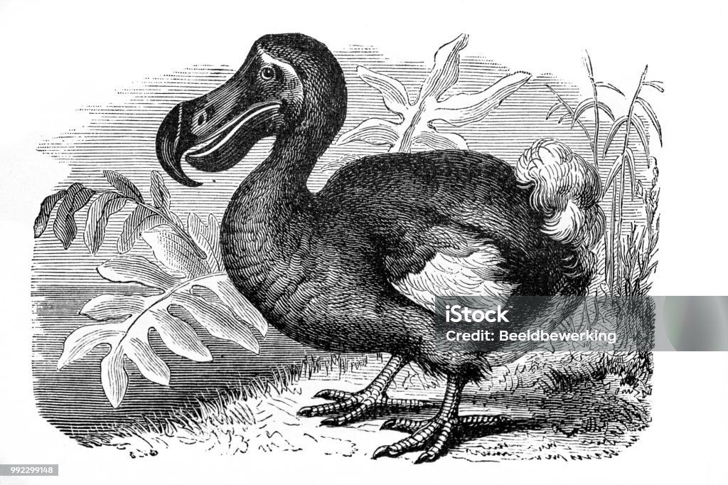Extinct Dodo from french textbook in 1887 Dodo Engraving french textbook  geology from 1887 Dodo Bird stock illustration