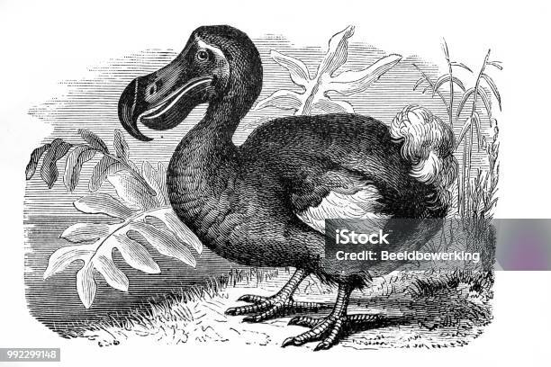 Extinct Dodo From French Textbook In 1887 Stock Illustration - Download Image Now - Dodo Bird, Mauritius, Engraving