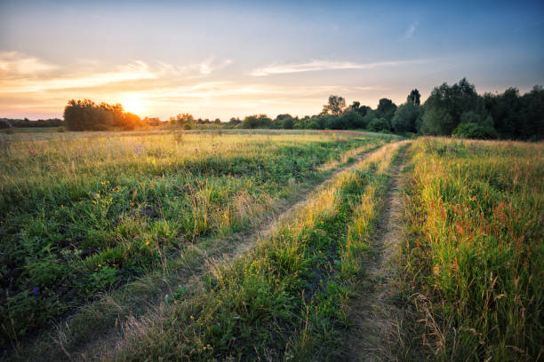 istock Country road in field with dense grass at sunset 992299446