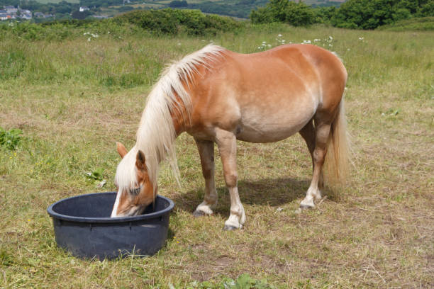 istock Haflinger pony drinking in a trough 992300262