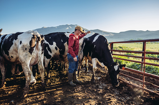 Young dairy farmer  prepping his  cows for milking at this family’s dairy farm outside Salt Lake City in   Utah, USA.