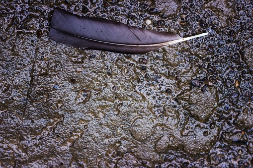 High angle view of bird feather on wet stone pavement in Nancy, Lorraine, France.