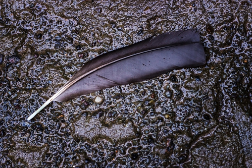 High angle view of bird feather on wet stone pavement in Nancy, Lorraine, France.