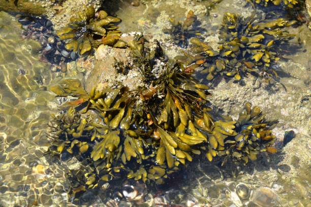 istock Close-Up Of Sea Kelp, Rocks And Shells 992303850