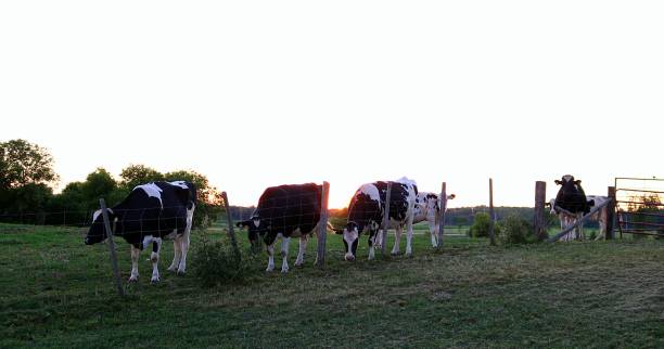 istock Holstein Friesan Cows at dusk 992304608