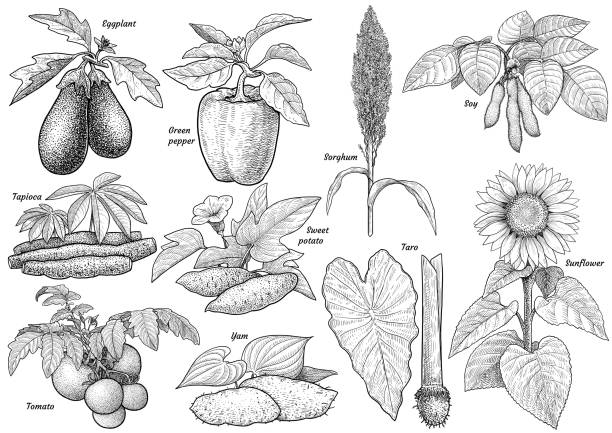 Cultivated plants collection illustration, drawing, engraving, ink, line art, vector Illustration, what made by ink and pencil on paper, then it was digitalized. taro leaf stock illustrations