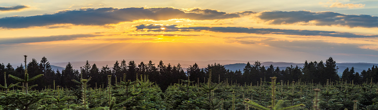 Sunset over Christmas tree plantation and spruce forest in the middle of Germany in a low mountain rage called Rothaargebirge, panorama.