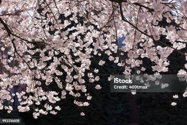 Cherry Blossoms Stock Photo - Download Image Now - Seattle, Springtime, Beauty