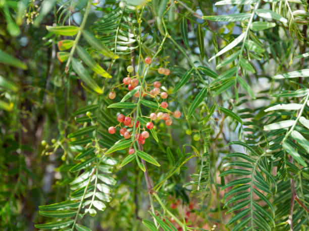istock Pink peppercorn (baie rose, pink berry). Schinus molle or Peruvian peppertree. 992325602