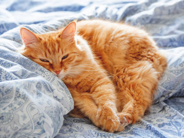 istock Cute ginger cat lying in bed. Fluffy pet looks curiously. Cozy home background. 992326406