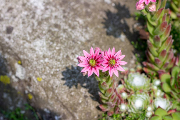 Sempervivum Arachnoideum succulent plant with pink flowers on plant stems. Cobweb houseleek plant with green leaves. Blossoming in summer. Outdoors
