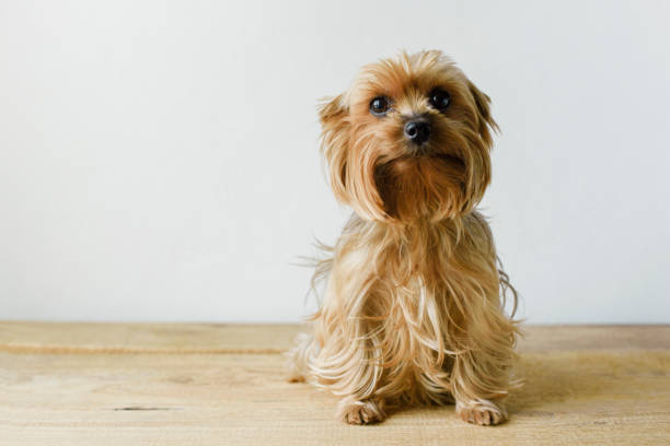 istock Cute sitting Yorkshire terrier in a living room setting with a white wall background. 992333444
