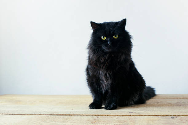 istock Serious black cat sitting in a living room setting with a white background wall. 992333668