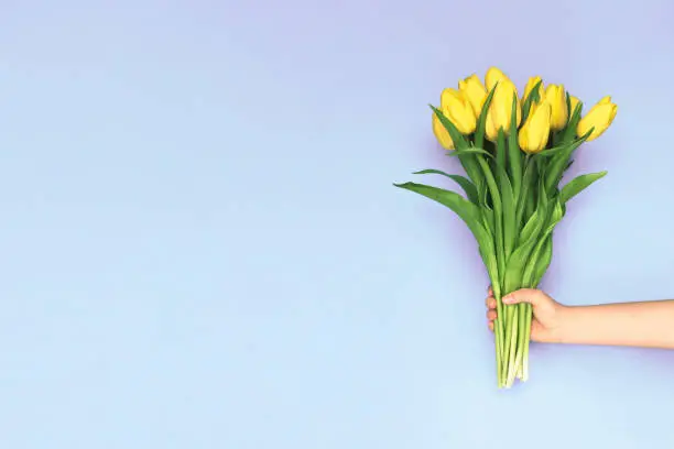 Photo of Spring yellow tulips. Woman holding a bouquet on purple background. Flat lay, top view. Tulip flower background. Add your text.