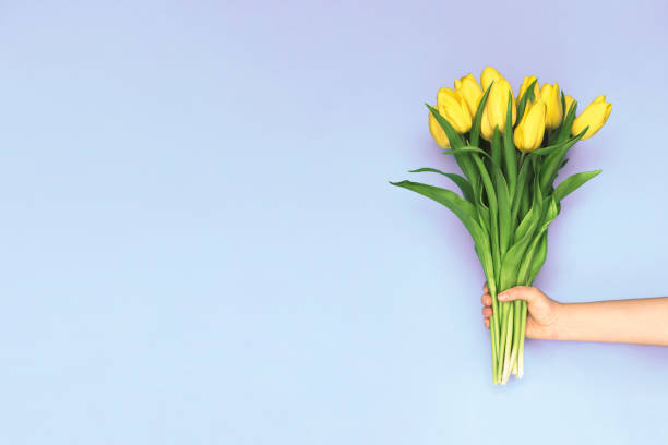 tulipas da primavera amarelo. mulher segurando um buquê no fundo roxo. vista plana leiga, top. fundo da flor tulipa. adicione o seu texto. - bouquet tulip flower nature - fotografias e filmes do acervo