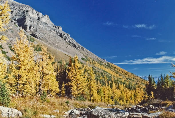 istock Jasper National Park dry river bed in October 992337570